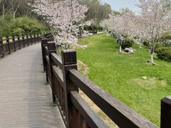 -羊山湖公园