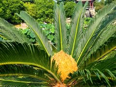 -国家植物园南园