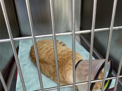 -宠颐生宠物医院·骨外科·犬猫全科诊疗中心(池州店)