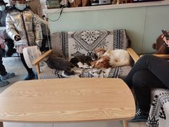 -平行世界·猫咖(首经贸店)