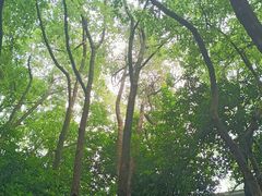 -杭州半山国家森林公园