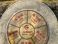 -千年银杏谷文化旅游区