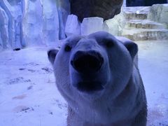 -芜湖新华联大白鲸海洋公园