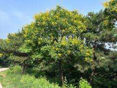 -北京西山国家森林公园