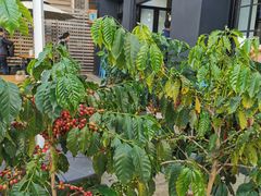 -Torch Coffee 炬点咖啡