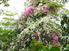 -深圳国际园林花卉博览园