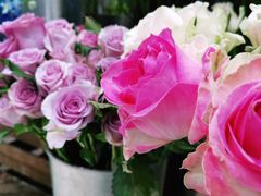 -植物学家的女儿(北马道巷店)