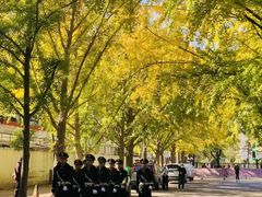 -三里屯东五街银杏大道