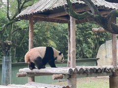 -上海野生动物园