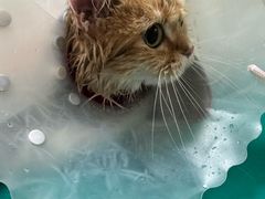 -北京观赏动物医院·24小时大型综合·猫专科·异宠专科