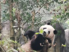 -都江堰中华大熊猫苑