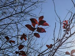 -铁山坪森林公园