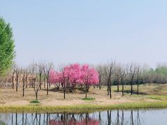 -东郊湿地公园