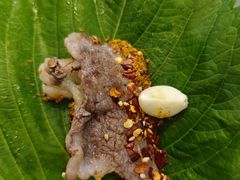 -米家·鹤城炭火米家直营总店