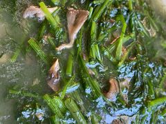 茴香白参-阳光山水江湖菜馆(西山龙门店)
