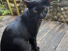 -品德宏·孔雀宴的发源地(金塔园店)