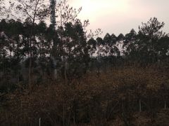 -秀丽东方