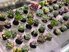 -KKV(深圳宏发大仟里店)