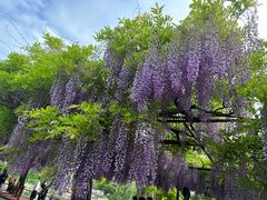 -嘉定紫藤园