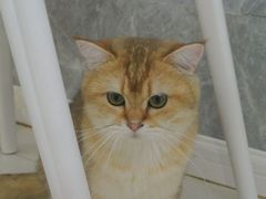 -喵的天空名猫咖啡馆·撸猫·猫舍·用品