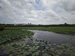 -荷塘月色湿地公园·向阳花洲