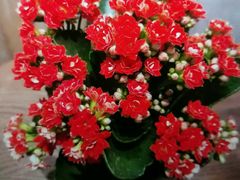 -大鸭梨烤鸭(枣园店)