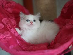 -Bastet sally猫舍购宠(静安店)