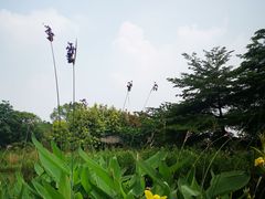 -海珠湖公园