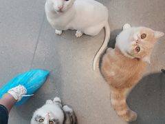 -飞行喵MR PILOT|猫舍·猫咖(静安大融城店)