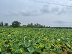 -梁鸿国家湿地公园