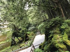 -阿里山神木遗迹