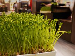 鲜活豌豆苗-湊湊火锅·茶憩(打浦桥日月光店)