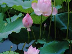 -荔湾湖公园