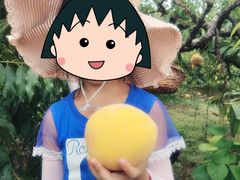 -樂桃源奉贤黄桃种植采摘基地
