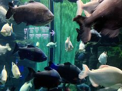 -成都浩海立方海洋公园