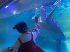 -海合安成都极地海洋公园
