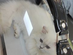 -北京观赏动物医院·24小时大型综合·猫专科·异宠专科
