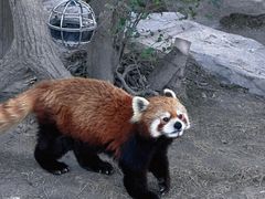 -上海野生动物园