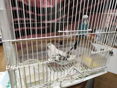 -曲阳花鸟市场(曲阳路店)