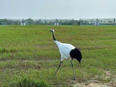 -盐城丹顶鹤湿地生态旅游区