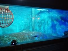 -大连圣亚海洋世界