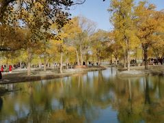 -金塔沙漠胡杨林景区