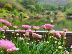 -深圳仙湖植物园