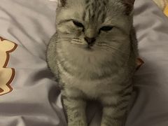 -创凡宠物医院·骨专科  猫科中心(西乡分院)