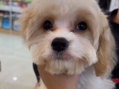 -翊宠yipet猫狗购宠庄园犬舍•猫舍