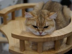 -有喵·猫咖·狗咖·40+猫狗有小奶狗(岗厦店)