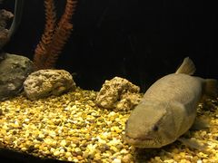 -暹罗海洋世界