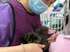-北京观赏动物医院·24小时大型综合·猫专科·异宠专科