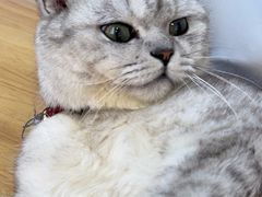 -兄弟鸡排.芋泥香酥鸭(淮海街店)