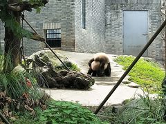 -都江堰中华大熊猫苑